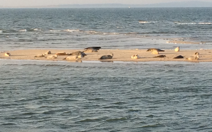 Seehunde auf einer Sandbank