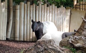 Wilhelmabesuch