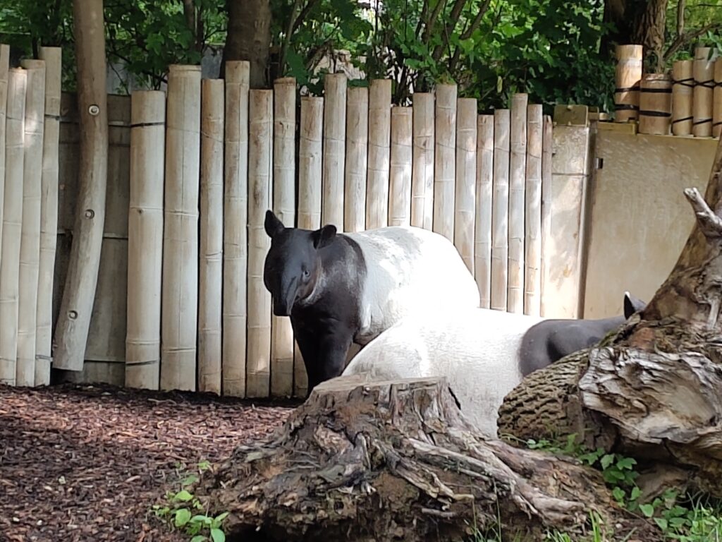 Tapir
